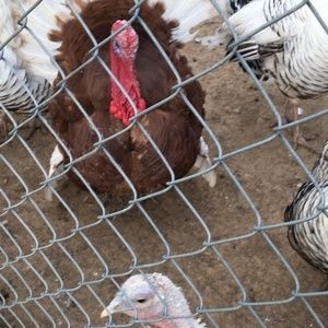 Meet your Posher, Larry